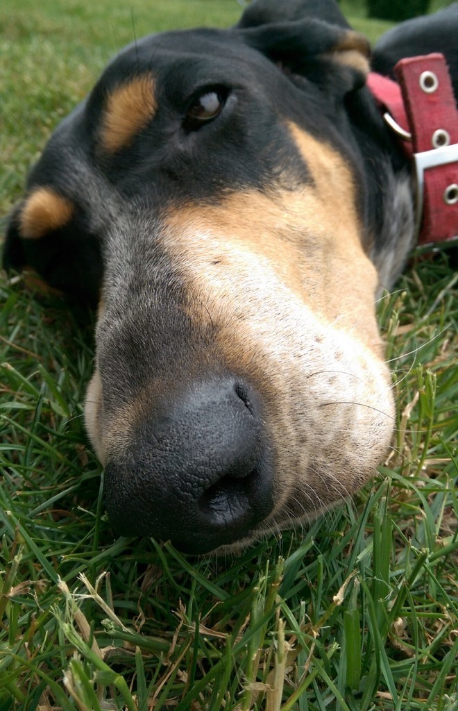 DOG